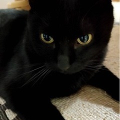 黒猫の男の子、里親募集♡