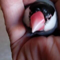 文鳥の里親を募集します