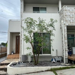 剪定・伐採・草刈りならお任せ下さい❗️ - 剪定/造園
