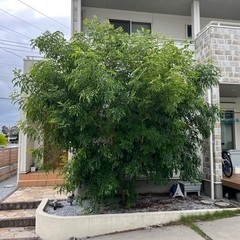 剪定・伐採・草刈りならお任せ下さい❗️ - 邑楽郡