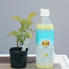 ブルーベリーの苗木　2株を無料で差し上げます。#3