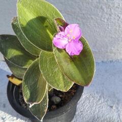 🌿トラデスカンティアシラモンタナ 🌿
の画像