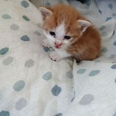 子猫の里親になっていただけませんか？【大網白里市】