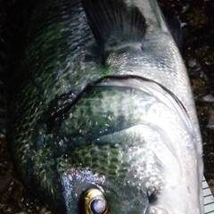 魚釣り　教えます。（ビギナー向け）の画像