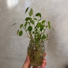 ユーフォルビア ダイアモンドスノー 八重咲き
