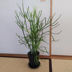 観葉植物　無印良品　アクタス　ミルクブッシュ