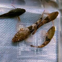 最終値下げ！🐟　ドンコ（若魚）3㎝～5㎝　1匹