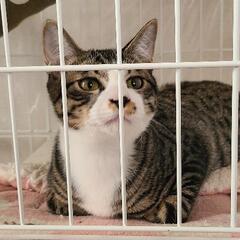 10/2追記　保護猫を迎えよう‼️去勢済み❗生後4ヶ月♂️ - 猫