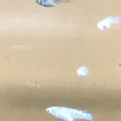 極ラメ白メダカ2匹500円の画像