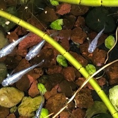 極ラメ白メダカ2匹500円の画像