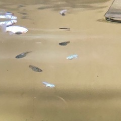 極ラメ白メダカ2匹500円の画像