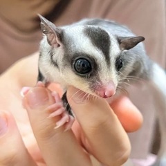 離乳しました🎶　✴︎フクロモモンガ　モザイク男の子♂リングテール...