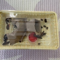 デュビア50匹サイズいろいろ