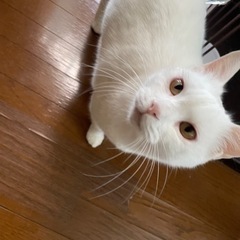 遺棄された白猫さん。