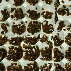 デュビア50匹サイズいろいろの画像