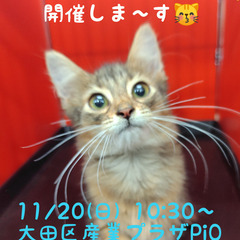 8/21生ソマリ♂ルディ（トライアウト猫）