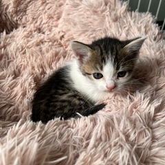 キジ白の生後3週間子猫ちゃん飼いませんか？