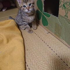 子猫を保護しています。 - 千葉市
