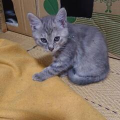 子猫を保護しています。