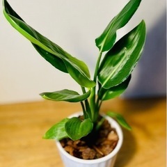 陶器鉢付き！南国風な植物♪ストレリチア♪お世話も簡単！40cm！の画像
