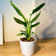陶器鉢付き！南国風な植物♪ストレリチア♪お世話も簡単！40cm！の画像