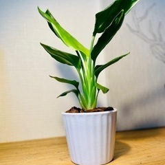 陶器鉢付き！南国風な植物♪ストレリチア♪お世話も簡単！40cm！の画像