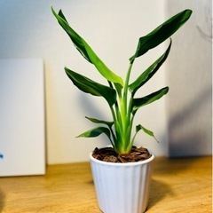 陶器鉢付き！南国風な植物♪ストレリチア♪お世話も簡単！40cm！の画像