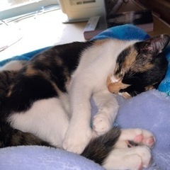 里親募集 キジトラ 三毛猫