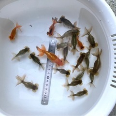 水泡眼10匹セット(金魚)の画像