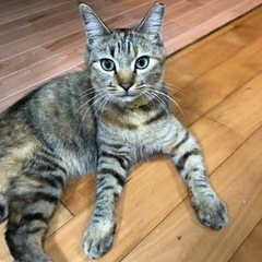お話上手のロロちゃんです。
