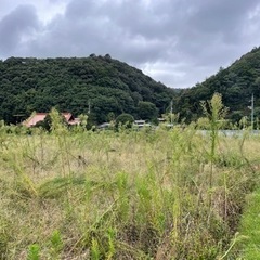 刈り払い