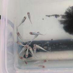 【サンオクめだかオリジナル品種】 紅頭GS青蝶ロングフィン（GS青蝶透明鱗ロングフィン）上物1ペア    ペア保証➕幹之スワロー針子5匹  （説明欄必見です。）の画像