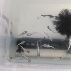 【サンオクめだかオリジナル品種】 紅頭GS青蝶ロングフィン（GS青蝶透明鱗ロングフィン）上物1ペア    ペア保証➕幹之スワロー針子5匹  （説明欄必見です。）の画像