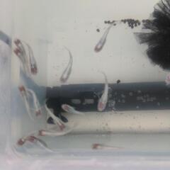 【サンオクめだかオリジナル品種】 紅頭GS青蝶ロングフィン（GS青蝶透明鱗ロングフィン）上物1ペア    ペア保証➕幹之スワロー針子5匹  （説明欄必見です。）の画像