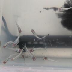 【サンオクめだかオリジナル品種】 紅頭GS青蝶ロングフィン（GS...