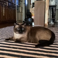 成猫です。