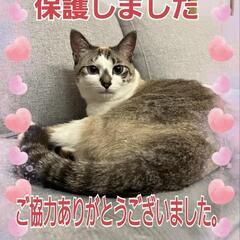 迷子の猫を保護しました