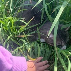 キジ猫 野良猫