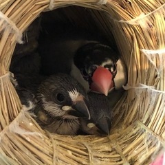 生後1ヶ月です💕