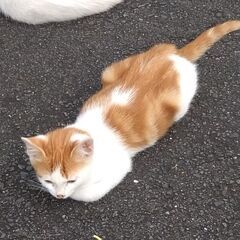 2匹の子猫の里親さん募集(決まりました) − 栃木県