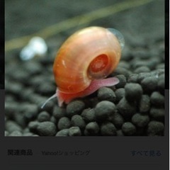 レッドラムズホーン