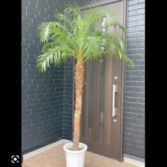 観葉植物引き取り、買取