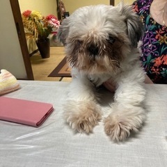【里親さん募集中】 シーズー犬 6歳