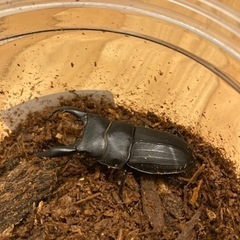 クワガタ幼虫　オオクワ、スジブトヒラタ
