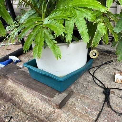 観葉植物　エバーフレッシュ