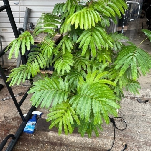 観葉植物　エバーフレッシュ