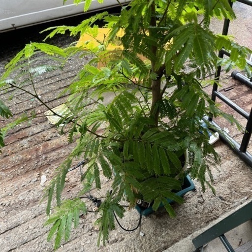 観葉植物　エバーフレッシュ