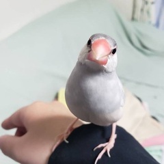 福岡県福岡市　迷子の文鳥