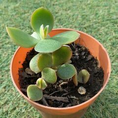 全部まとめてもらっていただける方の画像