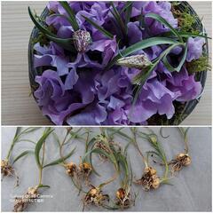 フラワー(お花)の相談承ります(^-^)